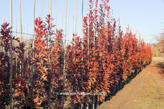 Quercus palustris 'Green Pillar' - Sierboom - Hortus Conclusus  - 5