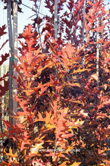Quercus palustris 'Green Pillar' - Sierboom - Hortus Conclusus  - 6