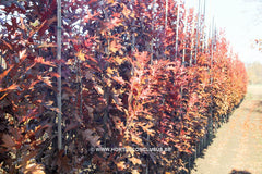 Quercus palustris 'Green Pillar' - Sierboom - Hortus Conclusus  - 8