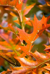 Quercus palustris 'Green Pillar' - Sierboom - Hortus Conclusus  - 10