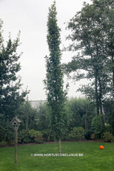 Quercus palustris 'Green Pillar' - Sierboom - Hortus Conclusus  - 12