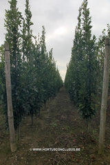 Quercus palustris 'Green Pillar' - Sierboom - Hortus Conclusus  - 13