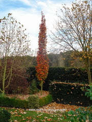 Quercus palustris 'Green Pillar' - Sierboom - Hortus Conclusus  - 14
