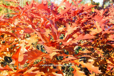 Quercus palustris 'Isabel'