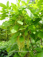 Quercus 'Pondaim' - Sierboom - Hortus Conclusus  - 2