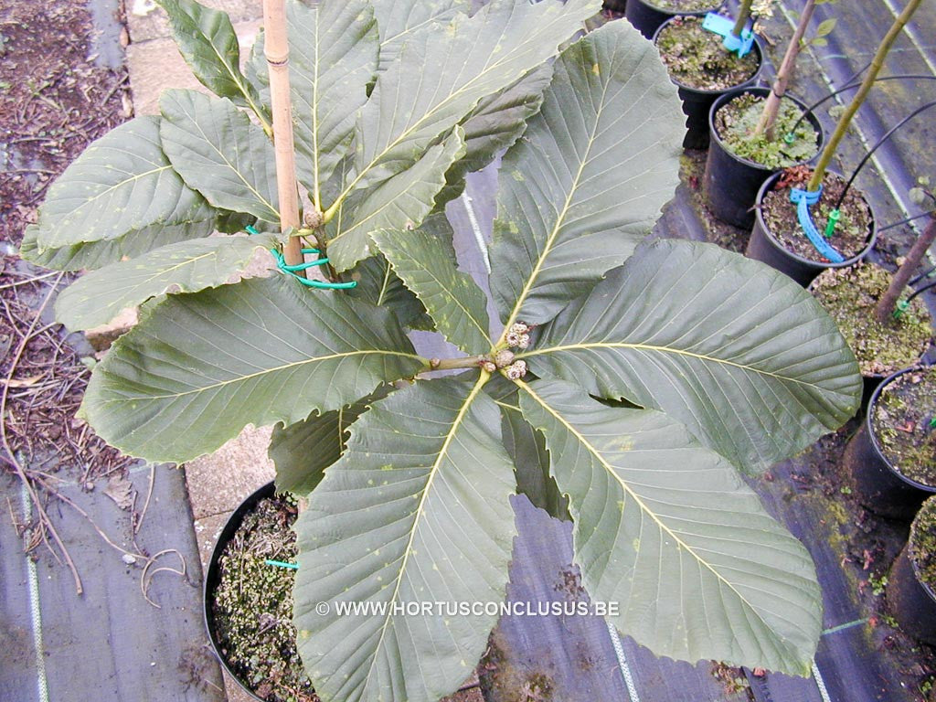 Quercus pontica - Sierboom - Hortus Conclusus  - 1