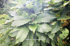 Quercus pontica - Sierboom - Hortus Conclusus  - 3
