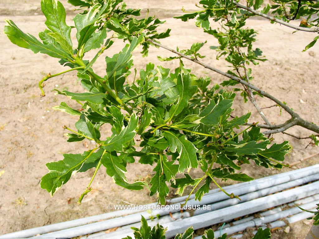 Quercus robur 'Argenteomarginata' - Sierboom - Hortus Conclusus  - 1