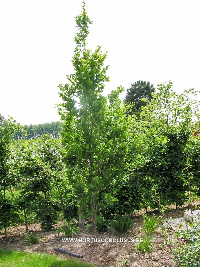 Quercus robur 'Fastigiata Koster' - Sierboom - Hortus Conclusus 