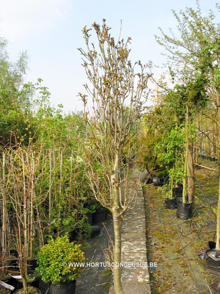 Quercus robur 'Menhir' - Sierboom - Hortus Conclusus  - 1