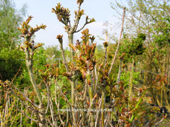 Quercus robur 'Menhir' - Sierboom - Hortus Conclusus  - 2
