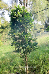 Quercus robur 'Menhir' - Sierboom - Hortus Conclusus  - 3