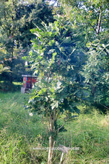 Quercus robur 'Menhir' - Sierboom - Hortus Conclusus  - 4