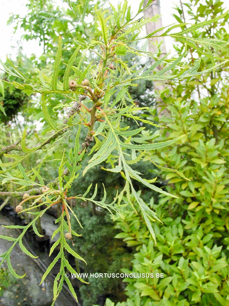 Quercus robur 'Pectinata' - Sierboom - Hortus Conclusus  - 1