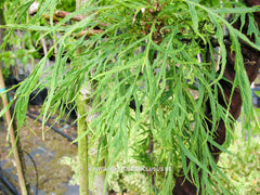 Quercus robur 'Pectinata' - Sierboom - Hortus Conclusus  - 3
