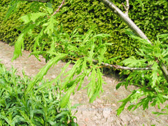 Quercus robur 'Strypemonde' - Sierboom - Hortus Conclusus  - 1