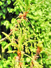 Quercus robur 'Strypemonde' - Sierboom - Hortus Conclusus  - 2