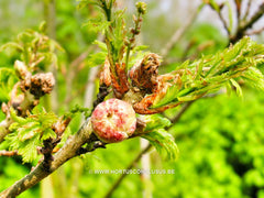 Quercus robur 'Strypemonde' - Sierboom - Hortus Conclusus  - 3