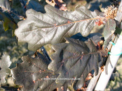 Quercus robur 'Timuki' - Sierboom - Hortus Conclusus  - 1