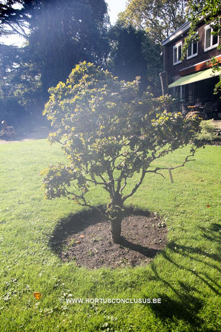 Quercus robur 'Tromp Dwarf'