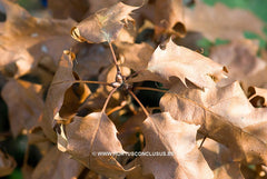 Quercus rubra 'Haaren' - Sierboom - Hortus Conclusus  - 2