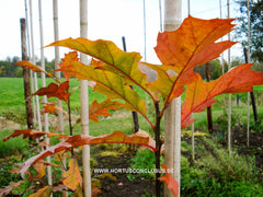Quercus rubra 'Rocket' - Sierboom - Hortus Conclusus  - 1