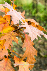 Quercus rubra 'Rocket' - Sierboom - Hortus Conclusus  - 3