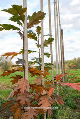 Quercus rubra 'Rocket' - Sierboom - Hortus Conclusus  - 5