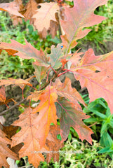 Quercus rubra 'Rocket' - Sierboom - Hortus Conclusus  - 6