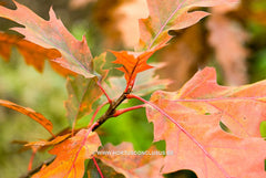 Quercus rubra 'Rocket' - Sierboom - Hortus Conclusus  - 7