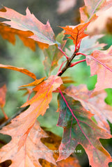 Quercus rubra 'Rocket' - Sierboom - Hortus Conclusus  - 8