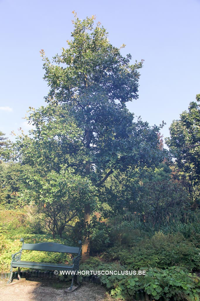 Quercus stellata - Sierboom - Hortus Conclusus  - 1