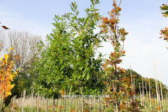 Quercus texana 'New Madrid' - Sierboom - Hortus Conclusus  - 1