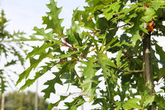 Quercus texana 'New Madrid' - Sierboom - Hortus Conclusus  - 2