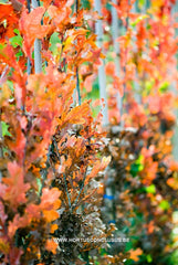 Quercus x bimundorum 'Crimschmidt' - Sierboom - Hortus Conclusus  - 1