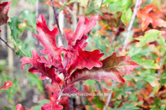Quercus x bimundorum 'Crimschmidt' - Sierboom - Hortus Conclusus  - 2