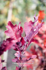 Quercus x bimundorum 'Crimschmidt' - Sierboom - Hortus Conclusus  - 5