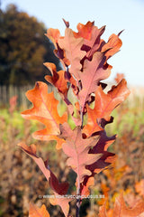 Quercus x bimundorum 'Crimschmidt' - Sierboom - Hortus Conclusus  - 6