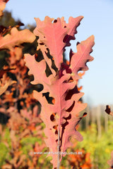Quercus x bimundorum 'Crimschmidt' - Sierboom - Hortus Conclusus  - 8