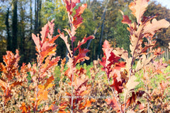 Quercus x bimundorum 'Crimschmidt' - Sierboom - Hortus Conclusus  - 9