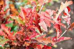 Quercus x bimundorum 'Crimschmidt' - Sierboom - Hortus Conclusus  - 12