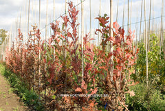 Quercus x bimundorum 'Crimschmidt' - Sierboom - Hortus Conclusus  - 13