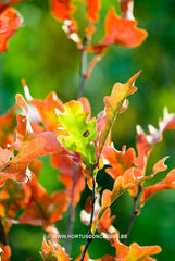 Quercus x bimundorum 'Crimschmidt' - Sierboom - Hortus Conclusus  - 14