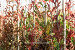Quercus x bimundorum 'Crimschmidt' - Sierboom - Hortus Conclusus  - 15