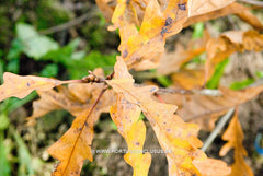 Quercus x bimundorum 'Tabor' - Sierboom - Hortus Conclusus  - 1