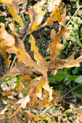 Quercus x bimundorum 'Tabor' - Sierboom - Hortus Conclusus  - 2