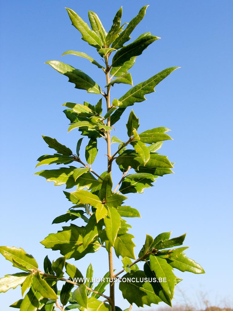 Quercus x hispanica 'Diversifolia' - Sierboom - Hortus Conclusus 