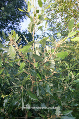 Quercus x hispanica 'Fulhamensis' - Sierboom - Hortus Conclusus  - 1