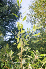 Quercus x hispanica 'Fulhamensis' - Sierboom - Hortus Conclusus  - 2