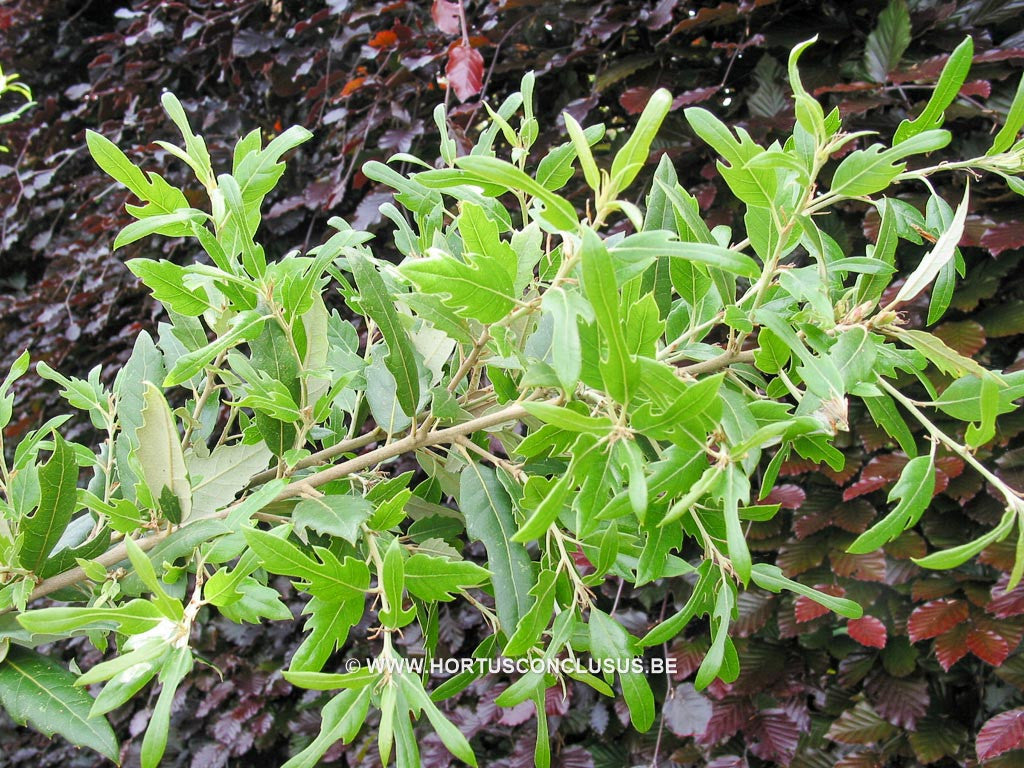 Quercus x hispanica 'Heterophylla' - Sierboom - Hortus Conclusus  - 1
